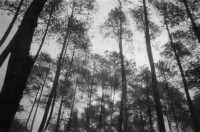 Image of Bulir Kembang Pinus